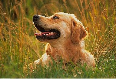 反对小岛秀夫！《寂静岭f》制作人称AI无法创新